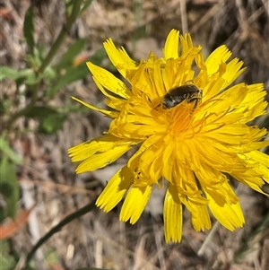 Lasioglossum (Chilalictus) sp. (genus & subgenus) at Cook, ACT - 25 Oct 2024