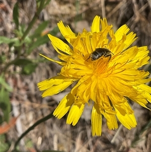 Lasioglossum (Chilalictus) sp. (genus & subgenus) at Cook, ACT - 25 Oct 2024 10:11 AM