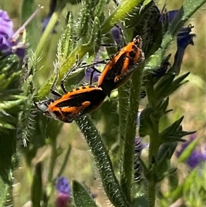 Agonoscelis rutila at Cook, ACT - 25 Oct 2024