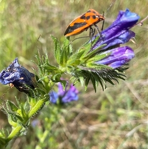 Agonoscelis rutila at Cook, ACT - 25 Oct 2024