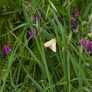 Helicoverpa (genus) at Mitchell, NSW by DavidDedenczuk