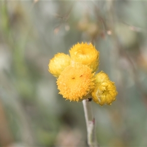 Chrysocephalum apiculatum at Latham, ACT - 24 Oct 2024 08:53 AM