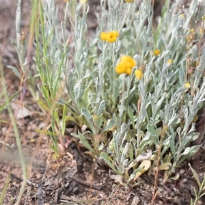 Chrysocephalum apiculatum at Latham, ACT - 24 Oct 2024