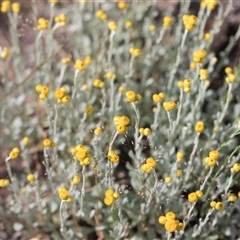 Chrysocephalum apiculatum at Latham, ACT - 24 Oct 2024 08:53 AM