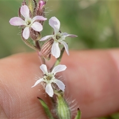 Silene gallica var. gallica (French Catchfly) at Latham, ACT - 24 Oct 2024 by AlisonMilton