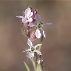 Silene gallica var. gallica at Latham, ACT - 24 Oct 2024 08:49 AM