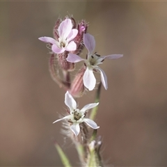 Silene gallica var. gallica at Latham, ACT - 24 Oct 2024