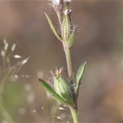 Silene gallica var. gallica at Latham, ACT - 24 Oct 2024