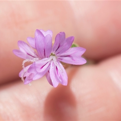 Petrorhagia sp. at Latham, ACT - 24 Oct 2024 by AlisonMilton