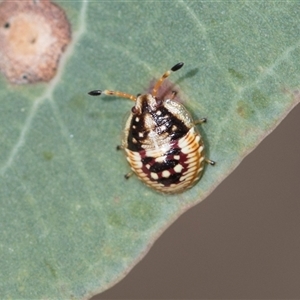 Anischys luteovarius at Latham, ACT - 24 Oct 2024