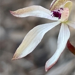 Caladenia sp. at Freycinet, TAS - 24 Oct 2024 by Clarel