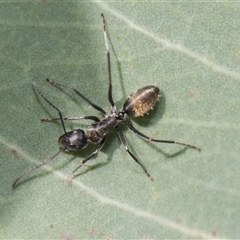 Camponotus aeneopilosus (A Golden-tailed sugar ant) at Latham, ACT - 24 Oct 2024 by AlisonMilton