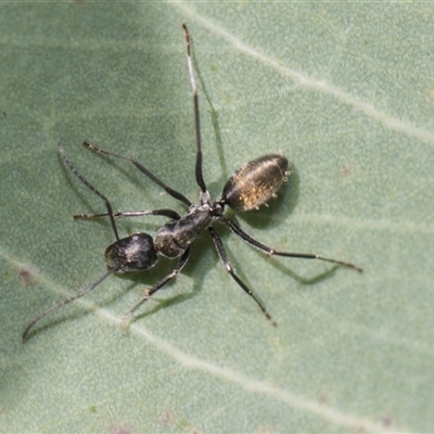 Camponotus aeneopilosus (A Golden-tailed sugar ant) at Latham, ACT - 23 Oct 2024 by AlisonMilton