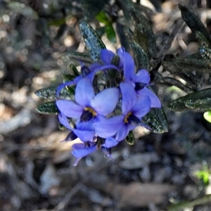 Halgania cyanea at Fraser Range, WA by Paul4K