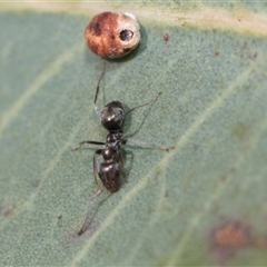 Iridomyrmex sp. (genus) (Ant) at Latham, ACT - 24 Oct 2024 by AlisonMilton