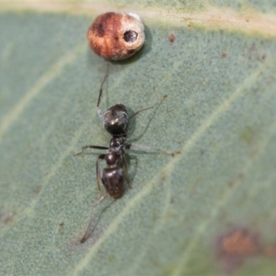 Iridomyrmex sp. (genus) (Ant) at Latham, ACT - 24 Oct 2024 by AlisonMilton