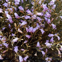 Eremophila scoparia at Fraser Range, WA - 16 Sep 2024 by Paul4K