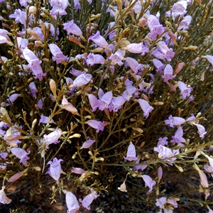 Eremophila scoparia at Fraser Range, WA by Paul4K