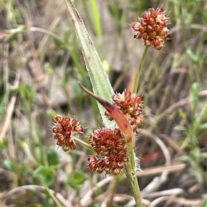 Luzula densiflora at Dalton, NSW - 23 Oct 2024