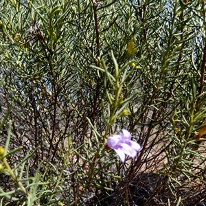 Eremophila sp. at Fraser Range, WA by Paul4K