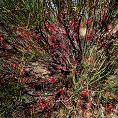 Unverified Other Shrub at Fraser Range, WA - 16 Sep 2024 by Paul4K