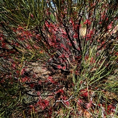 Unidentified Other Shrub at Fraser Range, WA - 16 Sep 2024 by Paul4K