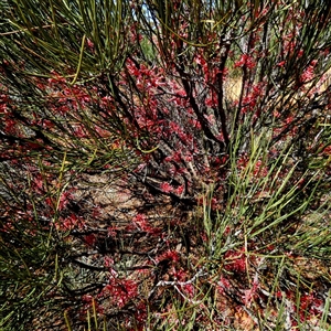 Unidentified Other Shrub at Fraser Range, WA by Paul4K