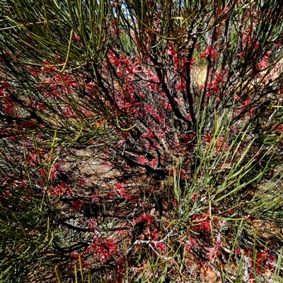 Unverified Other Shrub at Fraser Range, WA - 16 Sep 2024 by Paul4K