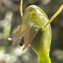 Pterostylis sp. at Freycinet, TAS - 23 Oct 2024 by Clarel