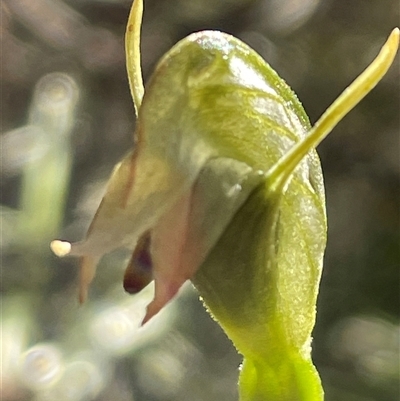 Pterostylis sp. at Freycinet, TAS - 23 Oct 2024 by Clarel