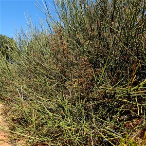 Unidentified Other Shrub at Fraser Range, WA by Paul4K