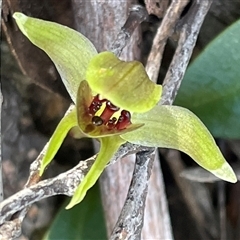 Chiloglottis triceratops (Three-horned Bird Orchid) at Freycinet, TAS - 24 Oct 2024 by Clarel