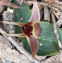 Chiloglottis triceratops at Freycinet, TAS - 24 Oct 2024