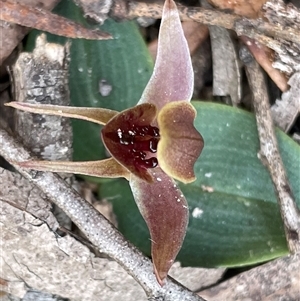 Chiloglottis triceratops at Freycinet, TAS - suppressed