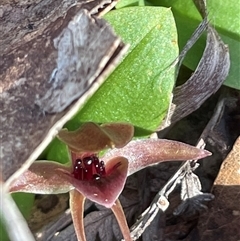 Chiloglottis triceratops at Freycinet, TAS - suppressed