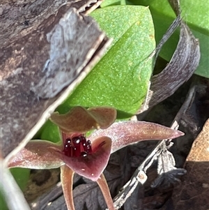 Chiloglottis triceratops at Freycinet, TAS - suppressed