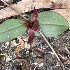 Chiloglottis triceratops at Freycinet, TAS - suppressed