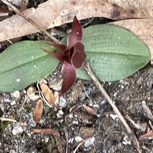 Chiloglottis triceratops at Freycinet, TAS - suppressed
