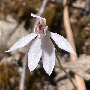 Caladenia sp. at Freycinet, TAS by Clarel