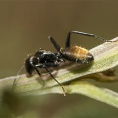 Camponotus aeneopilosus (A Golden-tailed sugar ant) at Macgregor, ACT - 23 Oct 2024 by AlisonMilton