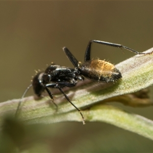 Camponotus aeneopilosus at Macgregor, ACT - 24 Oct 2024