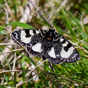 Agaristodes feisthamelii at Mount Clear, ACT - 24 Oct 2024