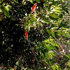 Eremophila maculata at Cocklebiddy, WA by Paul4K