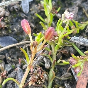 Myriophyllum pedunculatum subsp. pedunculatum at Bendoura, NSW - suppressed