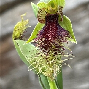 Calochilus robertsonii at Freycinet, TAS by Clarel