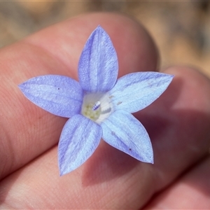 Wahlenbergia capillaris at Macgregor, ACT - 24 Oct 2024