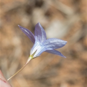 Wahlenbergia capillaris at Macgregor, ACT - 24 Oct 2024