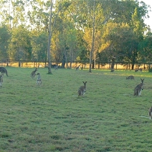 Macropus giganteus at Shannondale, NSW - 24 Jun 2014 03:23 PM