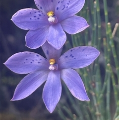 Thelymitra ixioides (Dotted Sun Orchid) at Freycinet, TAS - 24 Oct 2024 by Clarel