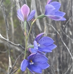 Thelymitra ixioides at Freycinet, TAS - 24 Oct 2024